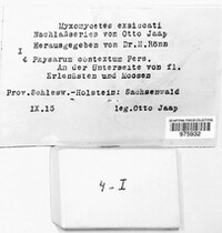 Physarum contextum image